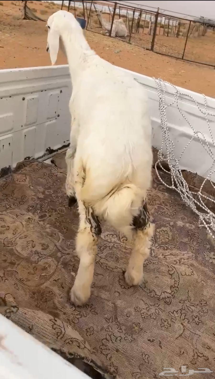 تم للبيع رخل عمرها 3 شهور فل شحم ظهر وطرف يدها اليسار مجبره64568811149699110