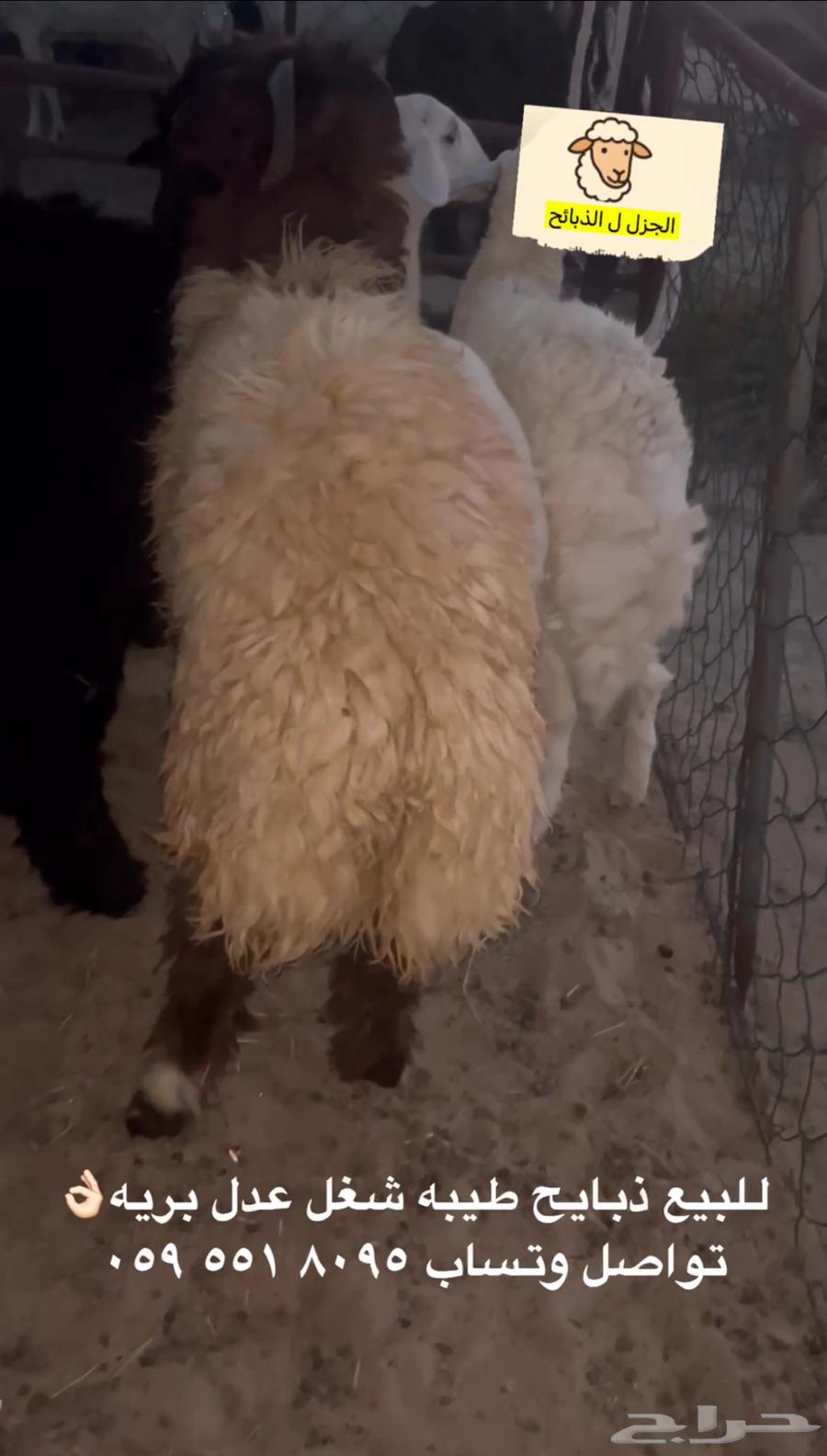 للبيع خروف نعيمي فل ظهر وطرف64566368270977110
