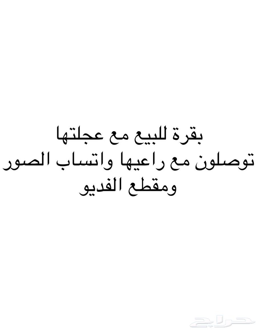 بقره للبيع التفصيل والصور عند راعيها توصلو معه64568633100417110