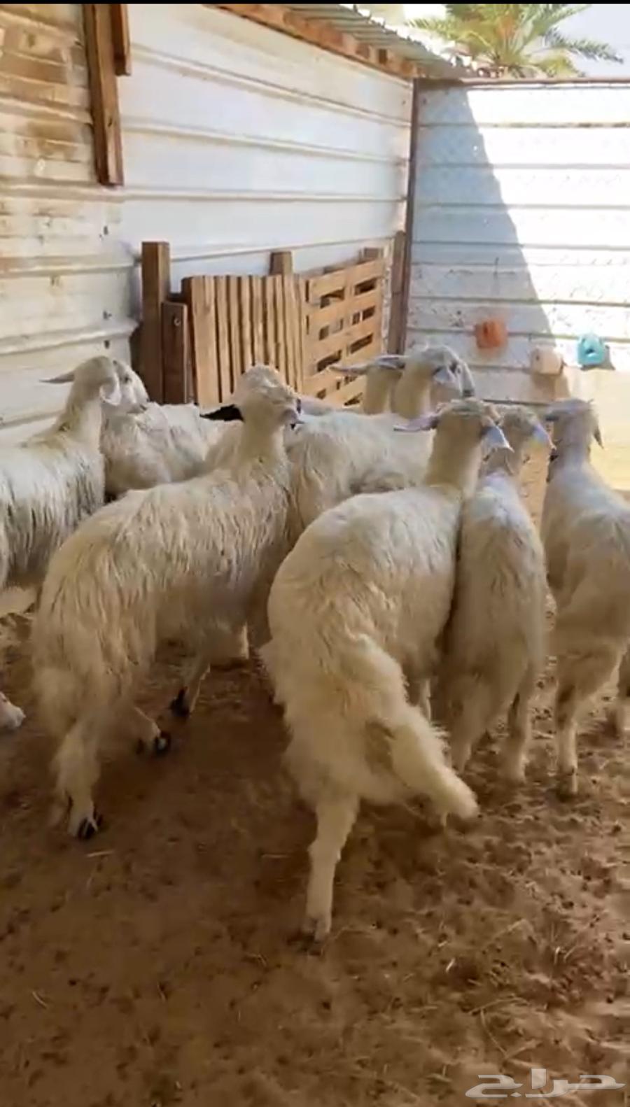 Municipality sheep64564240269697110