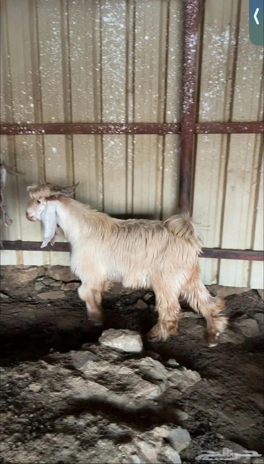 تيس صنف فاخر64566479410945112