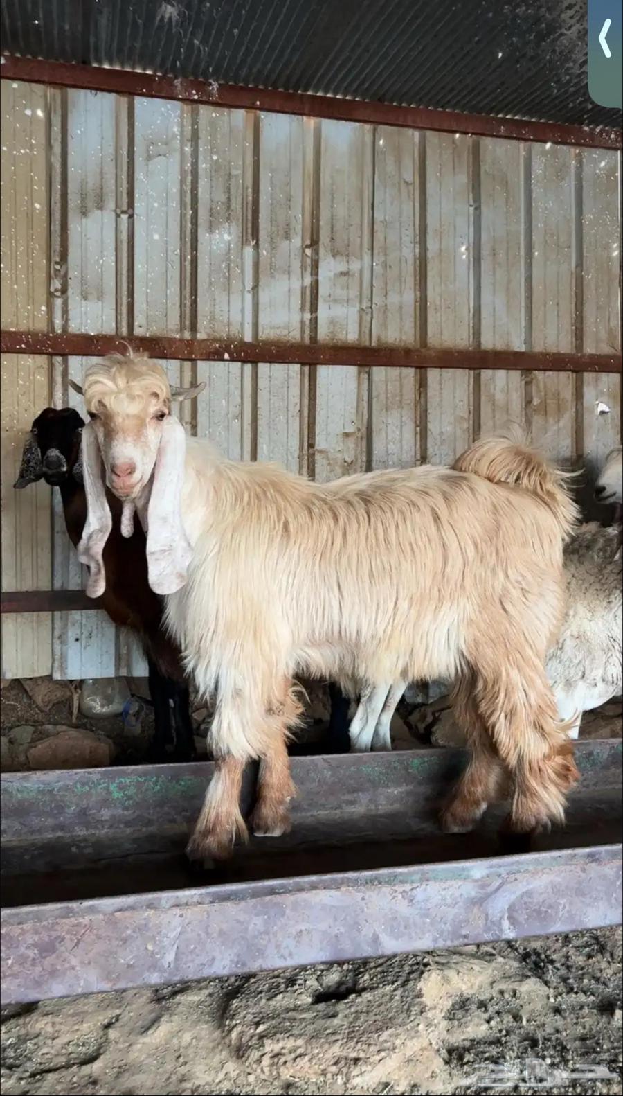 تيس صنف فاخر64566479410945111