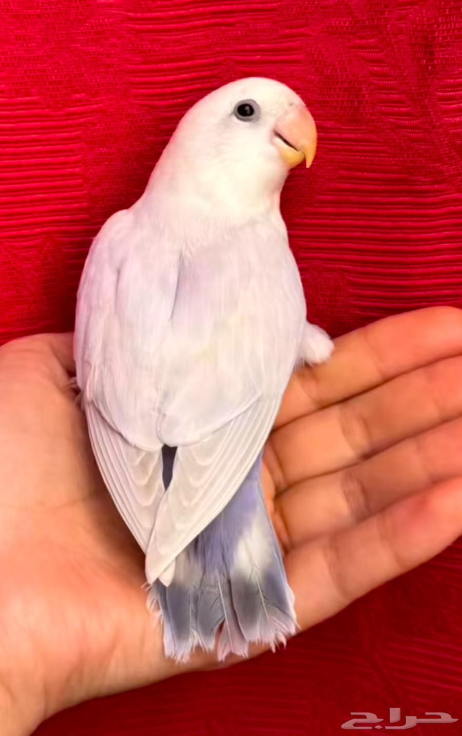 طيور بادجي و روز ( اليفه )64563785150721112