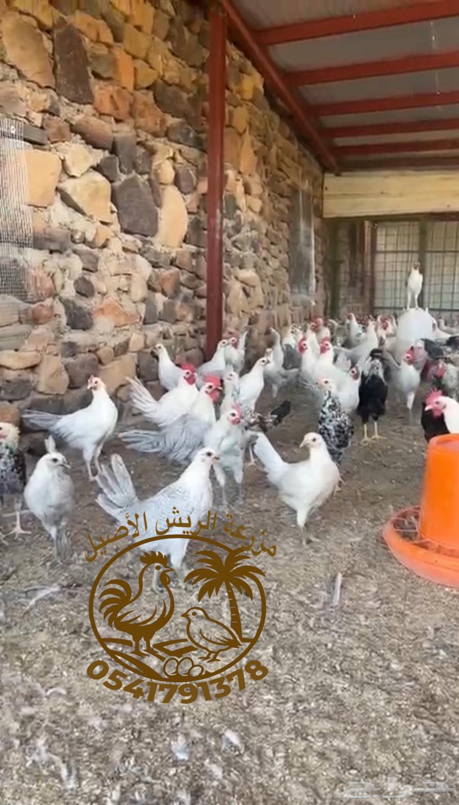 Dewk Feyoumi64564698780162110