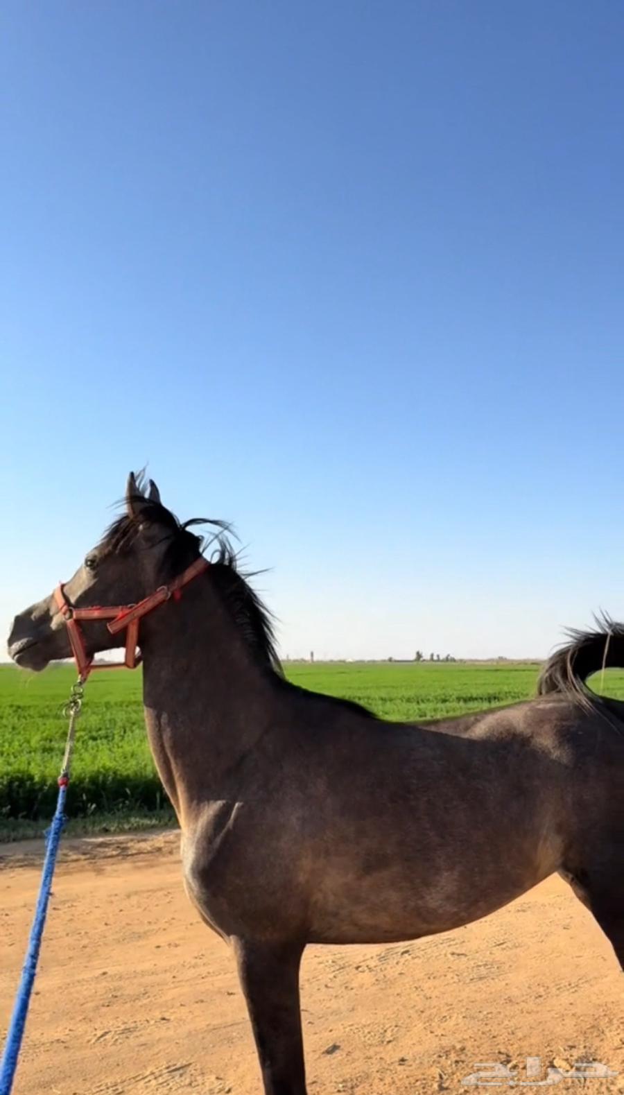 مهره عربيه شعبيه64566465080321111