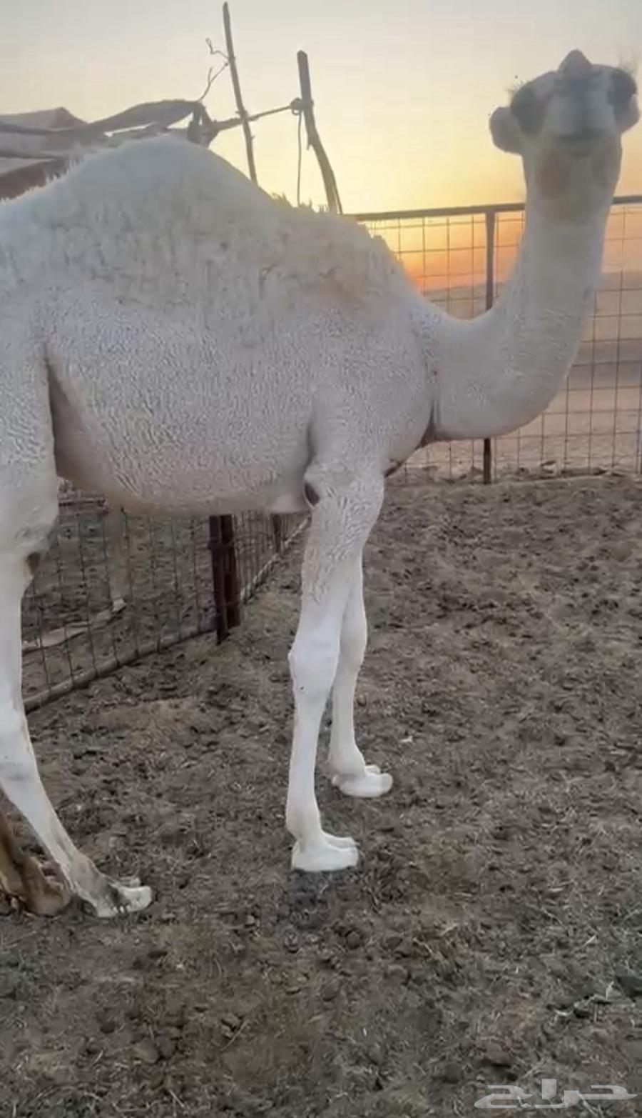 حاشي للبيع64570352990210110