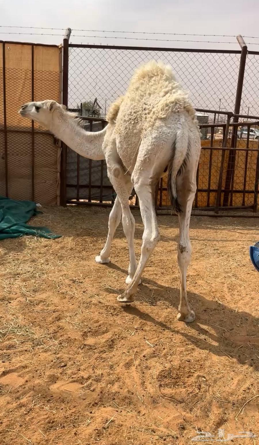 تم البيع حاشي عمره 8 شهور لباني تو مسحوب من امه64564838638721110