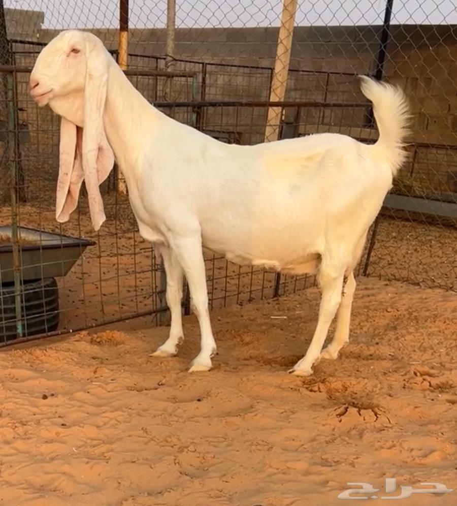 تم البيع64569412587267112