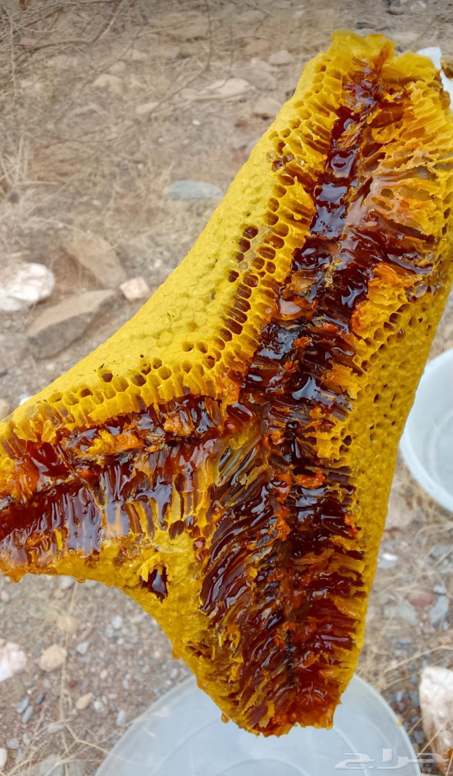 Fresh Pure Mountain Honey Collected Personally from My Beehive64571010966659111