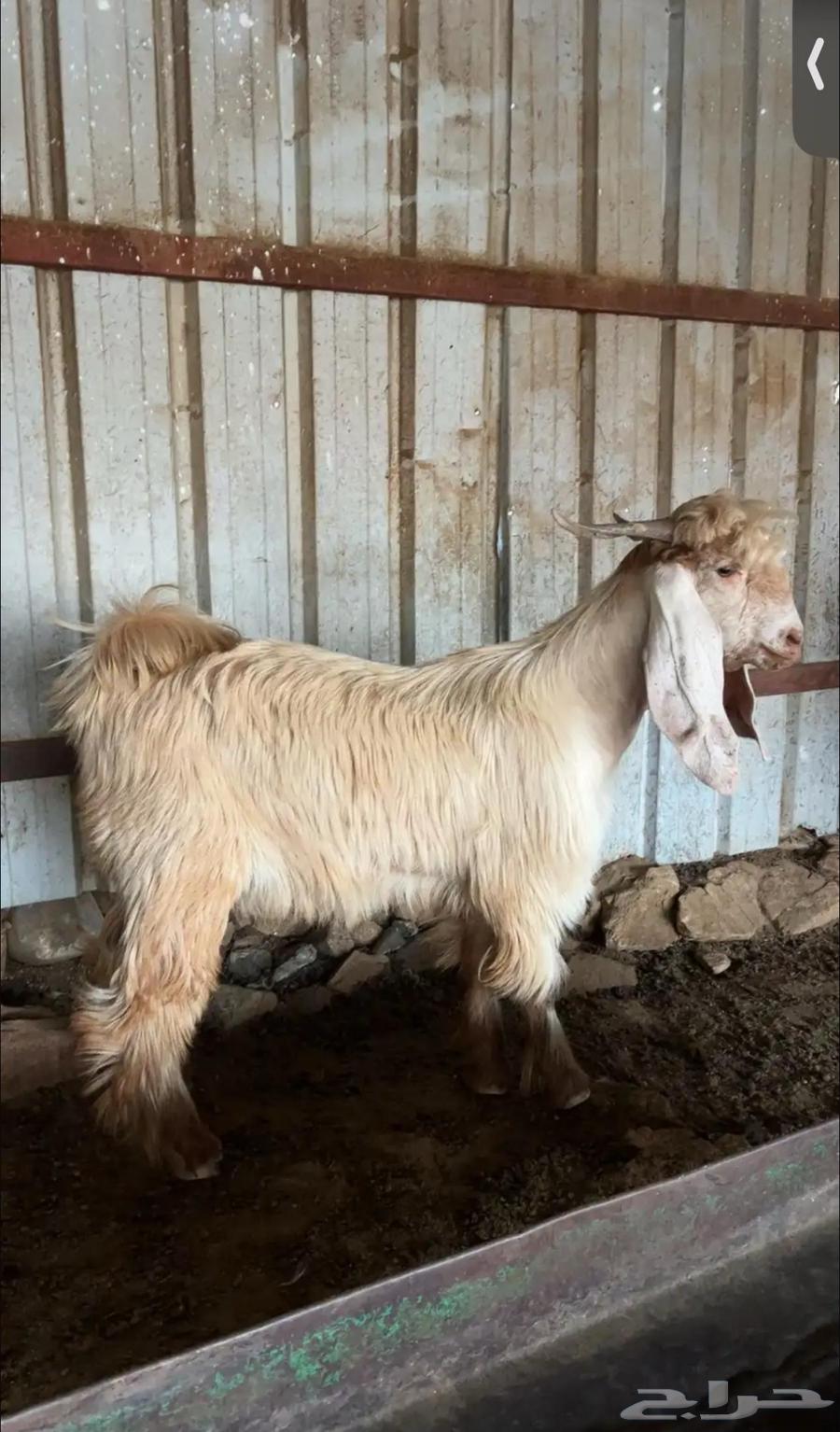 تيس صنف فاخر64566479410945110