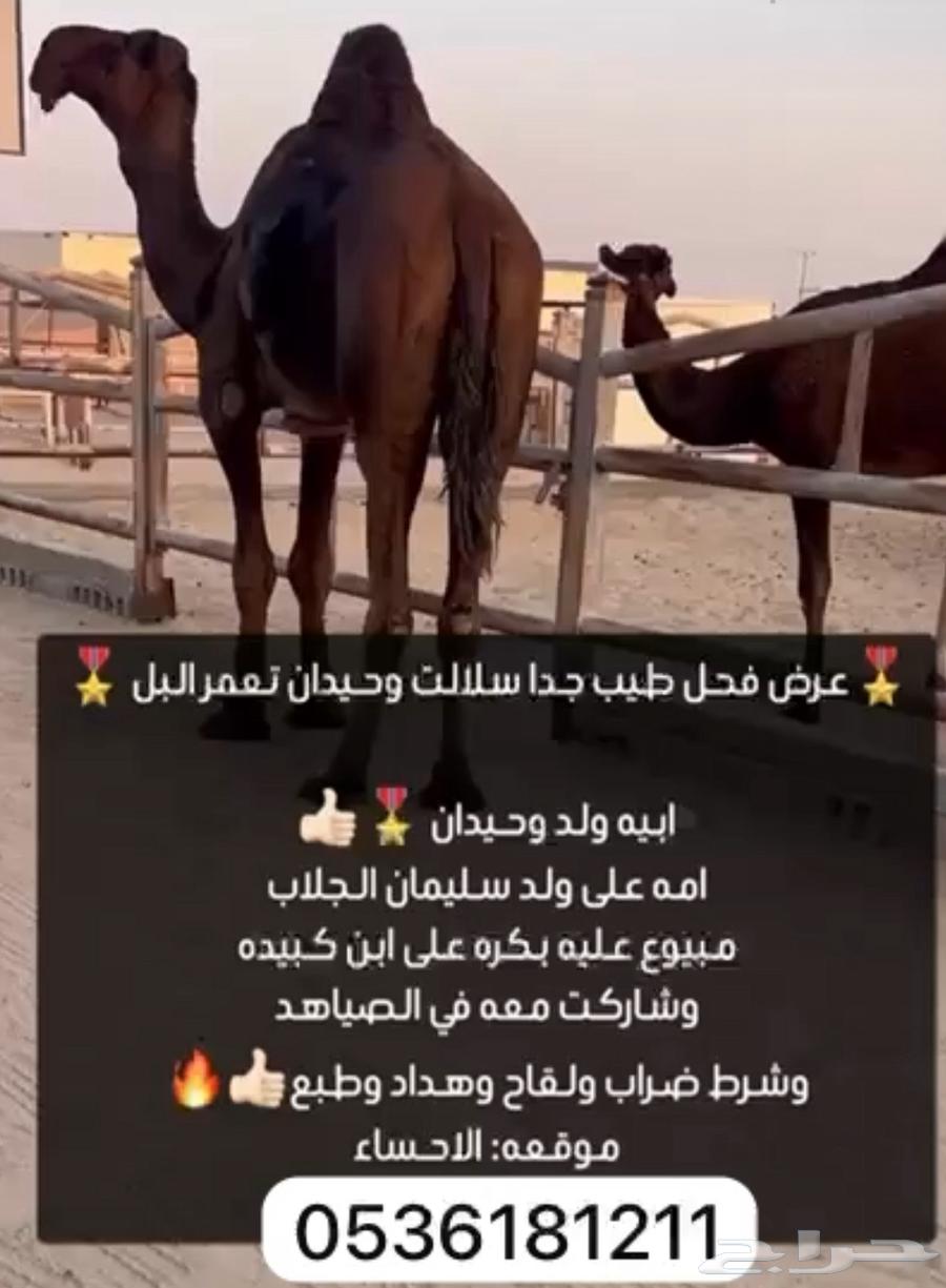 مجهم للبيع بعير كفو جدا وطيب64570203570689110