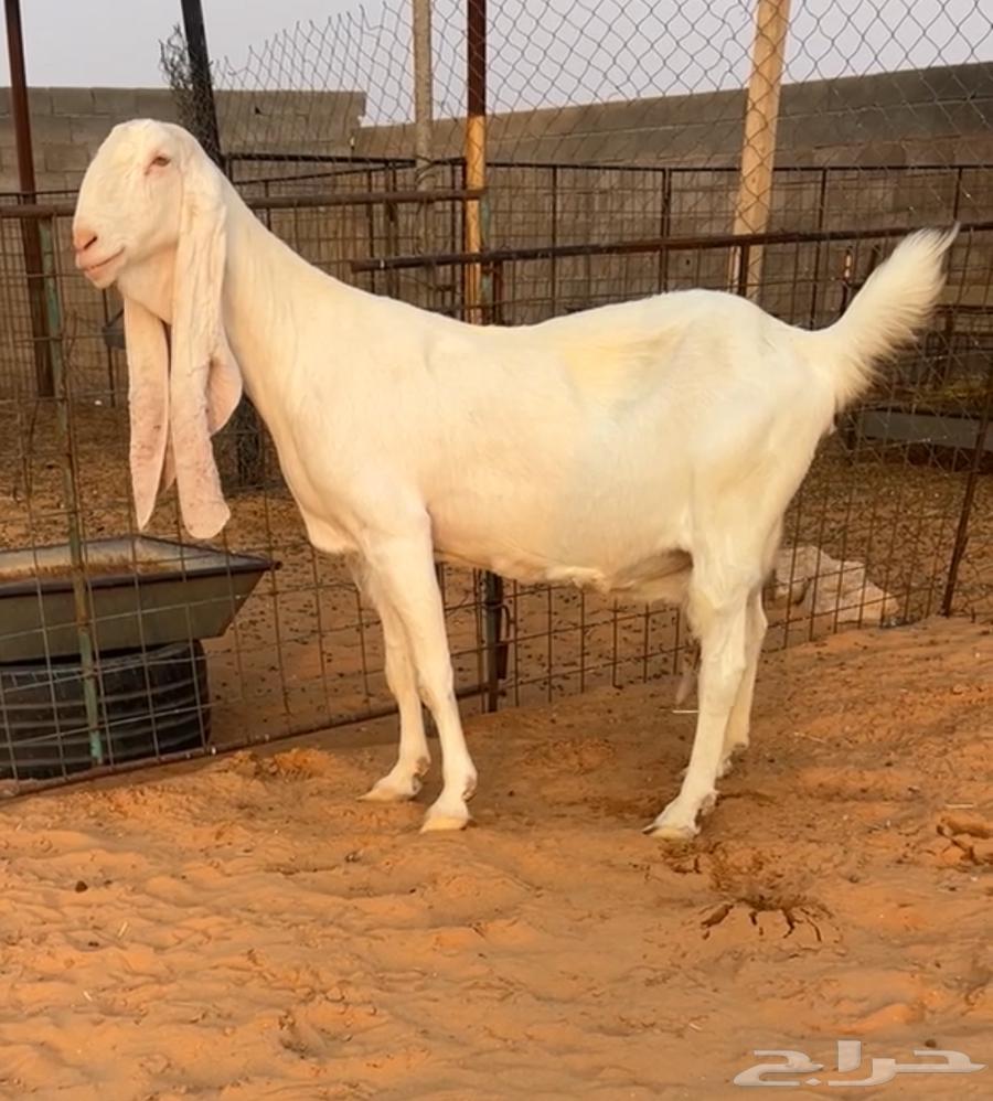 تم البيع64569412587267111