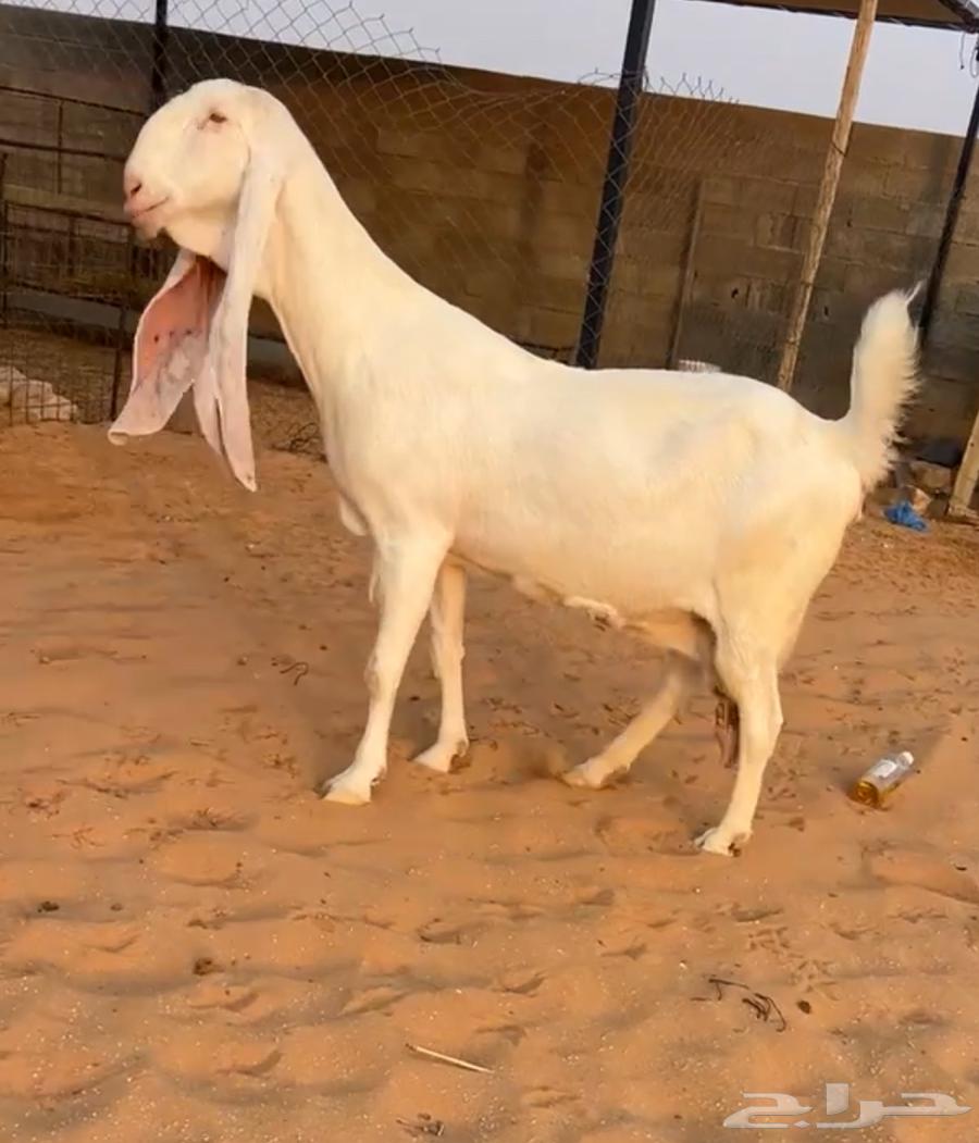 تم البيع64569412587267110