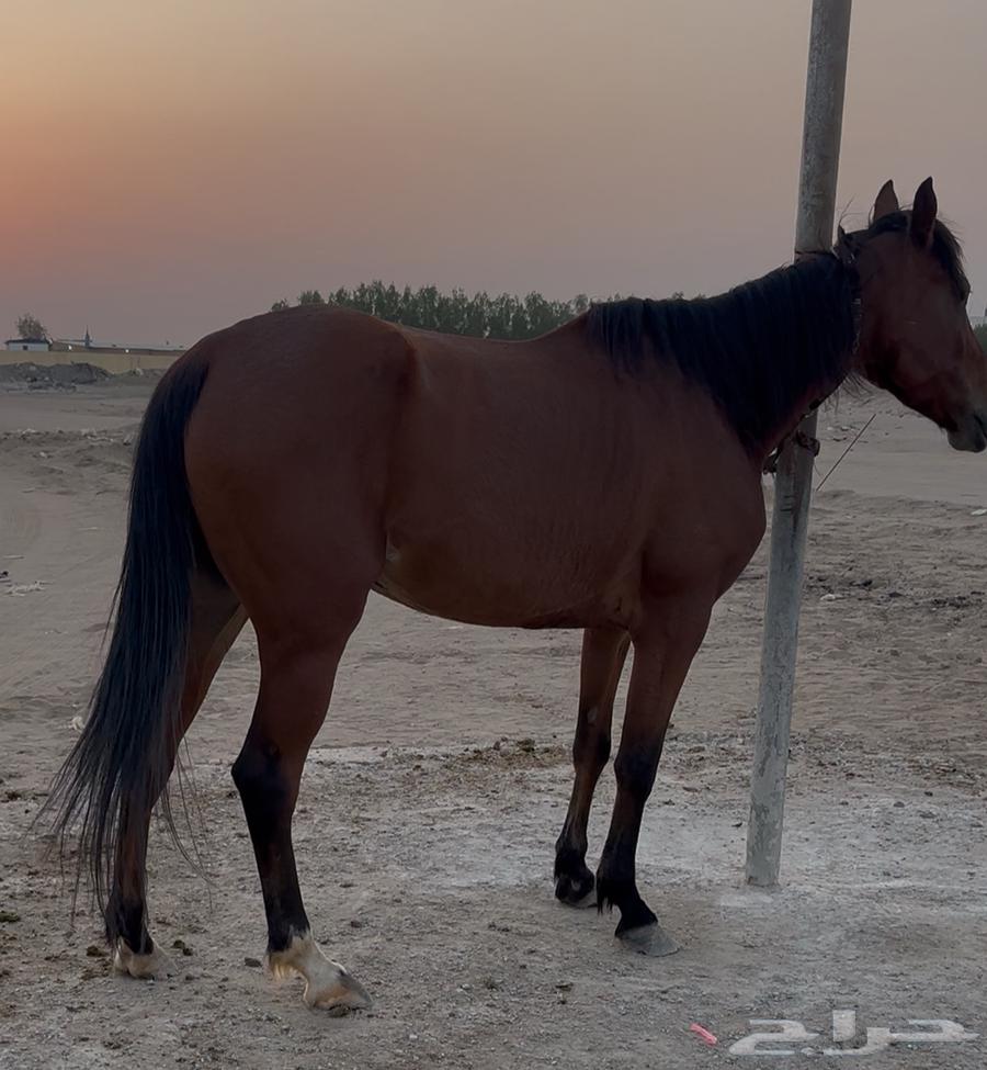 فرس مدرسة للبيع64562866840449112