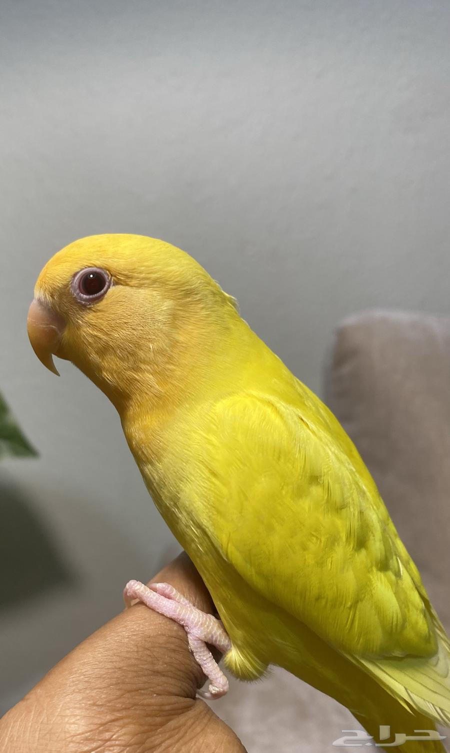 طير روز اليف وهدد ( تم البيع )64569916761859114