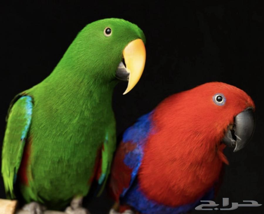 Eklektos male, Alif talkative64563619718403110