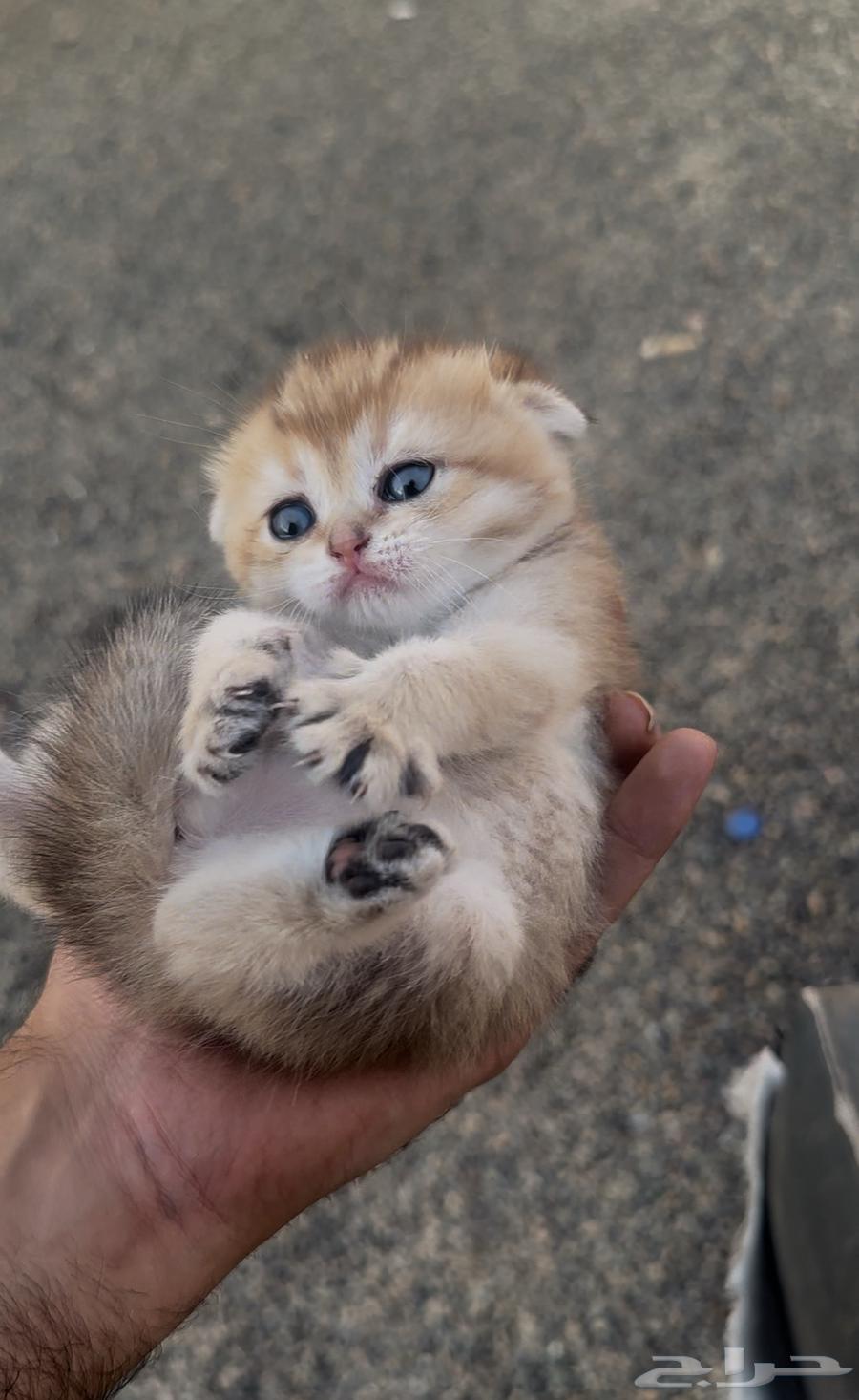 سكوتش فولد قولد انتاج بطل تم البيع64568467997057110