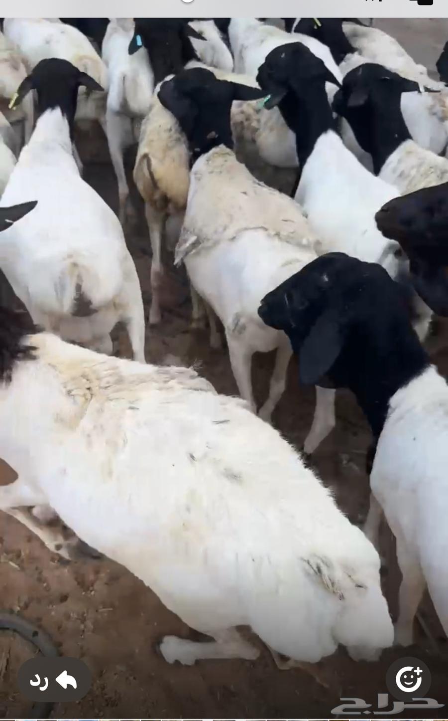 طليان برابر مرابي شحم وسعر مناسب جدا64565522378754110