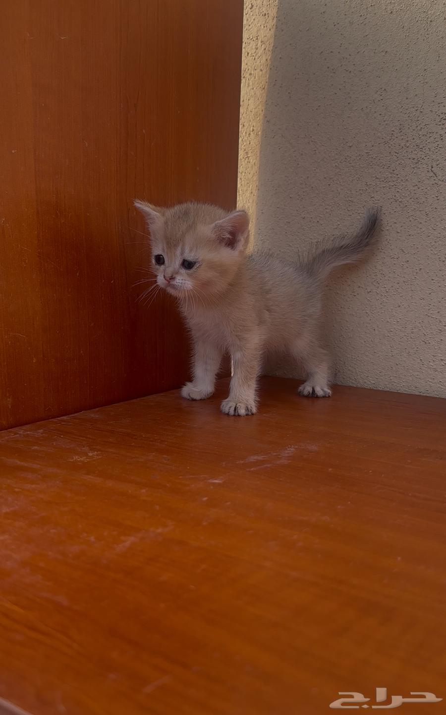 سكوتش فولد قولد انتاج بطل تم البيع64568467997057114