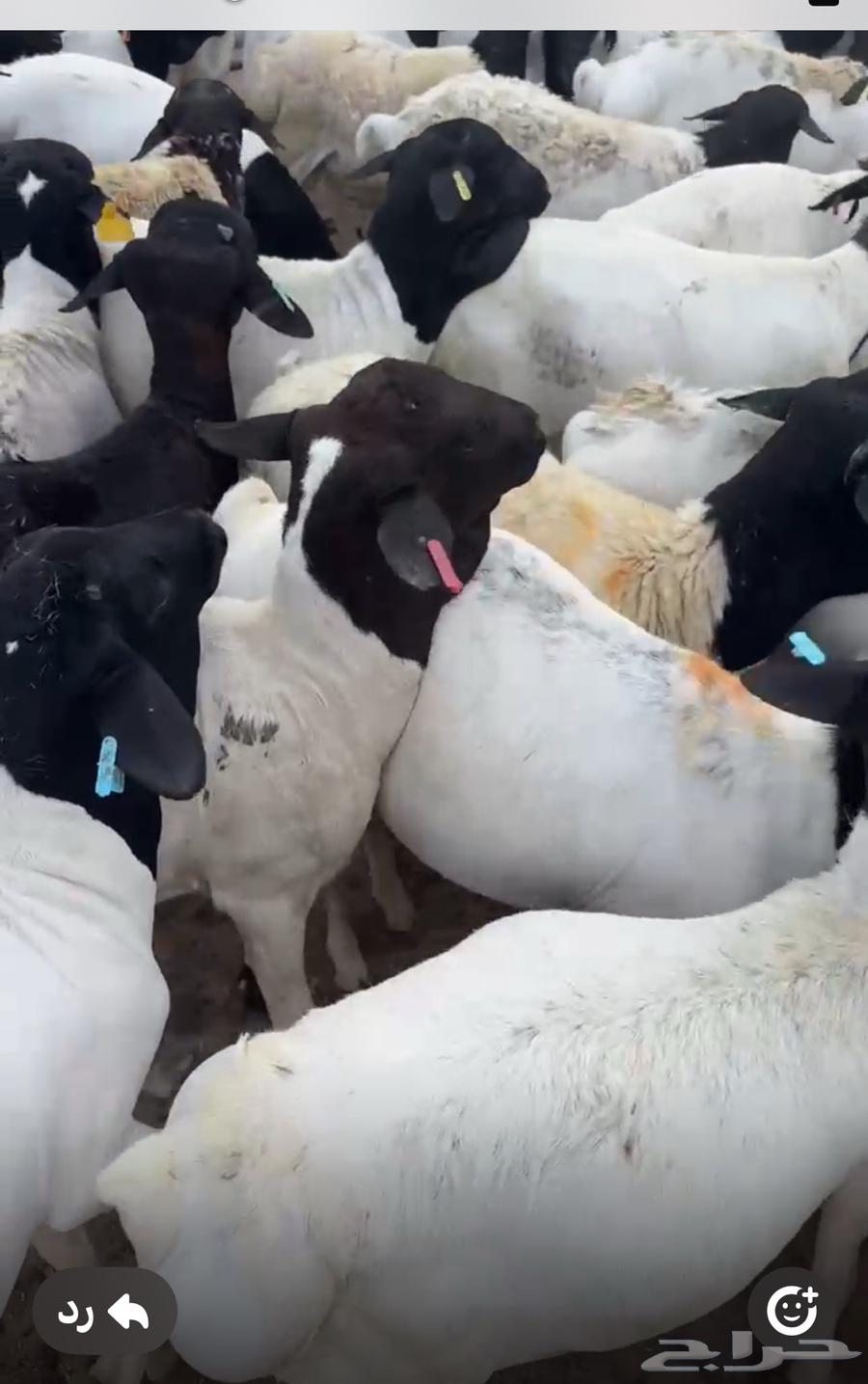 طليان برابر مرابي شحم وسعر مناسب جدا64565522378754111