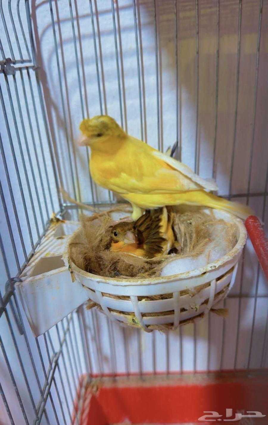 Productive Canary Pair64570394222593111