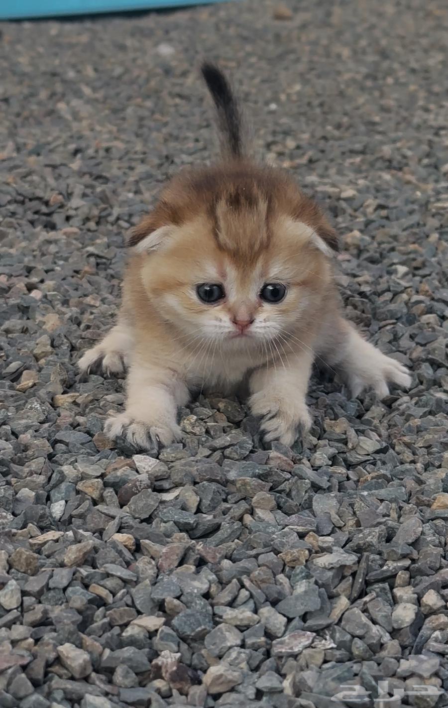 سكوتش فولد قولد انتاج بطل تم البيع64568467997057111