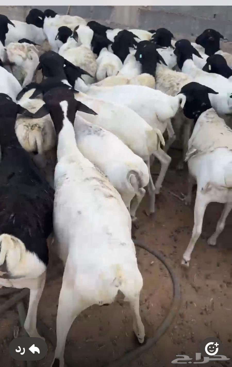 طليان برابر مرابي شحم وسعر مناسب جدا64565522378754112