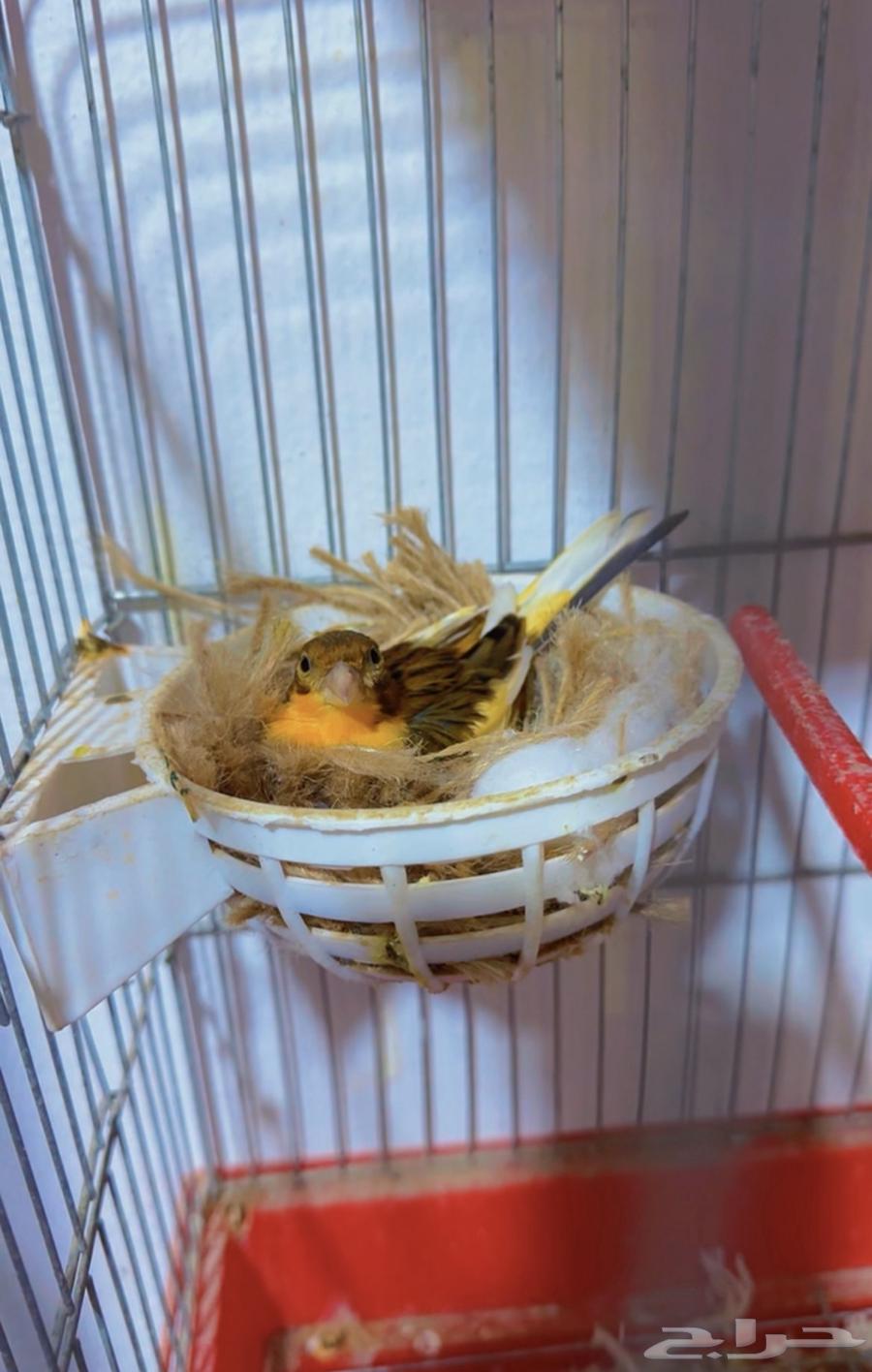 Productive Canary Pair64570394222593110