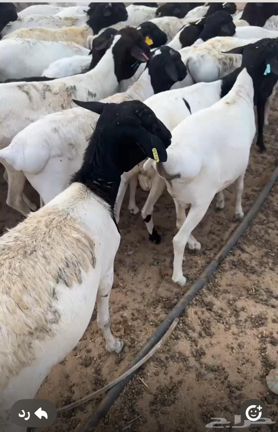 طليان برابر مرابي شحم وسعر مناسب جدا64565522378754113