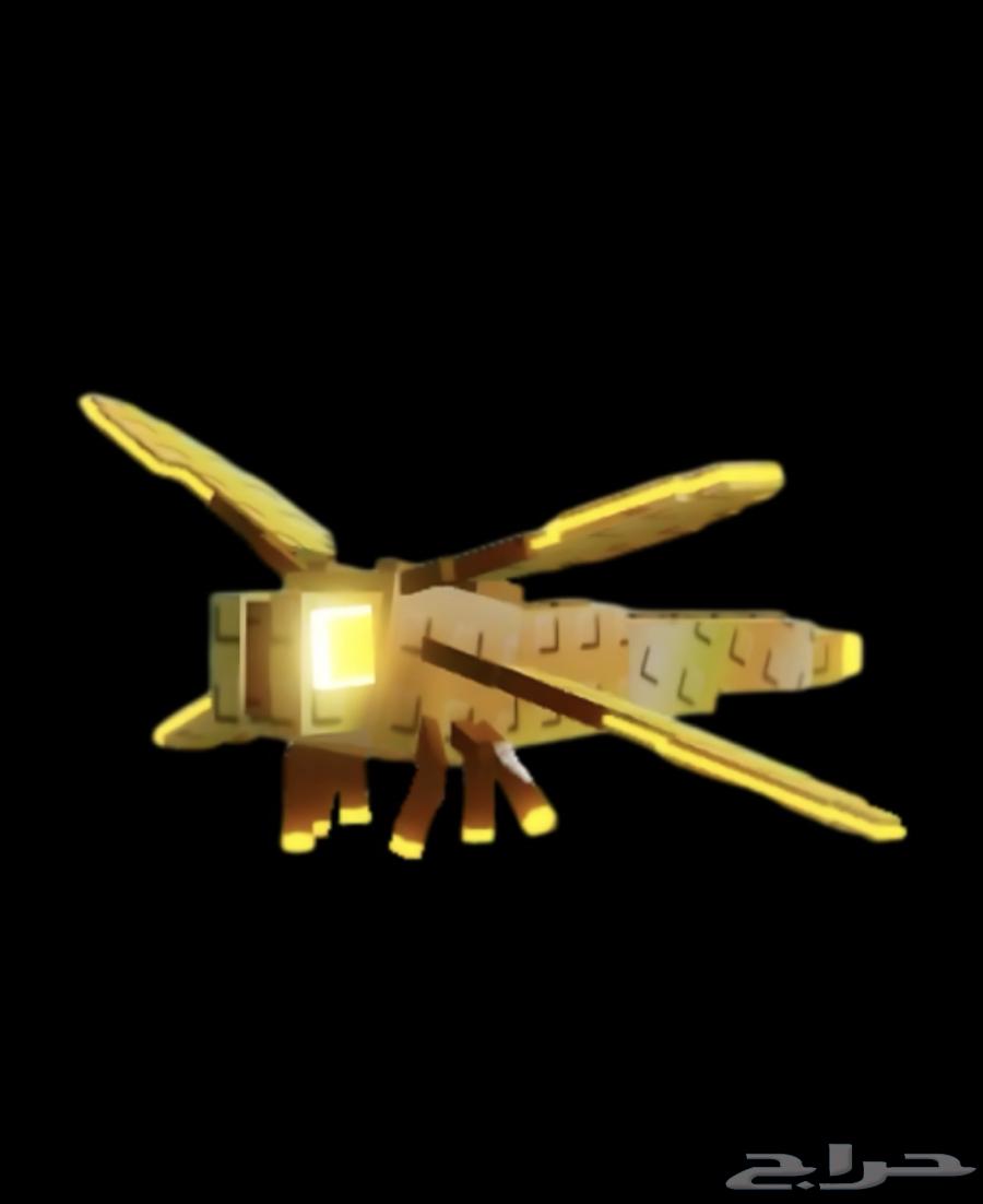 راكون قولد64547708055170110