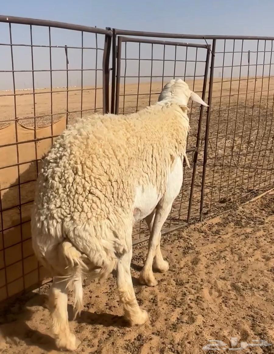 فحل صنف مشروط وله فديو64568811192578110