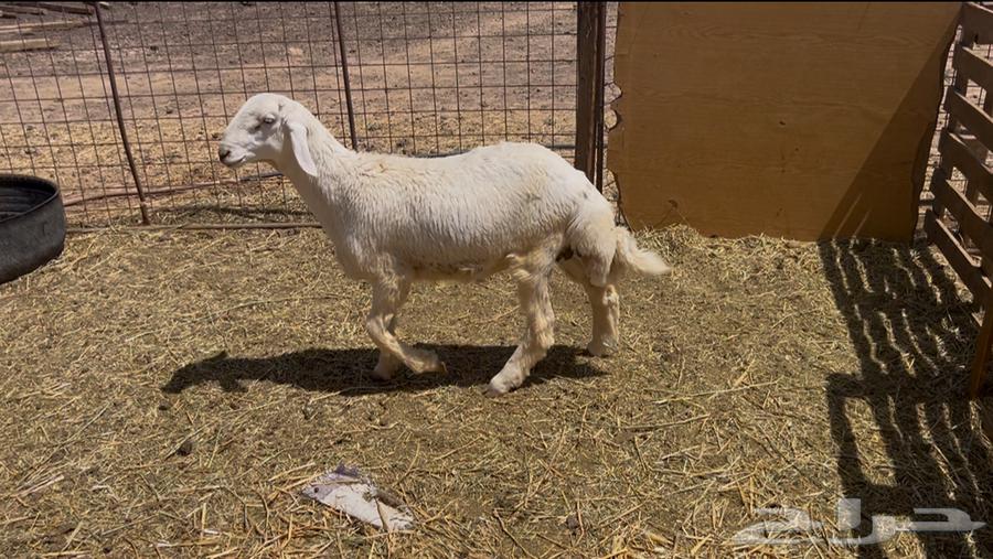 للبيع طلي حري ذبيحه64564143355777110