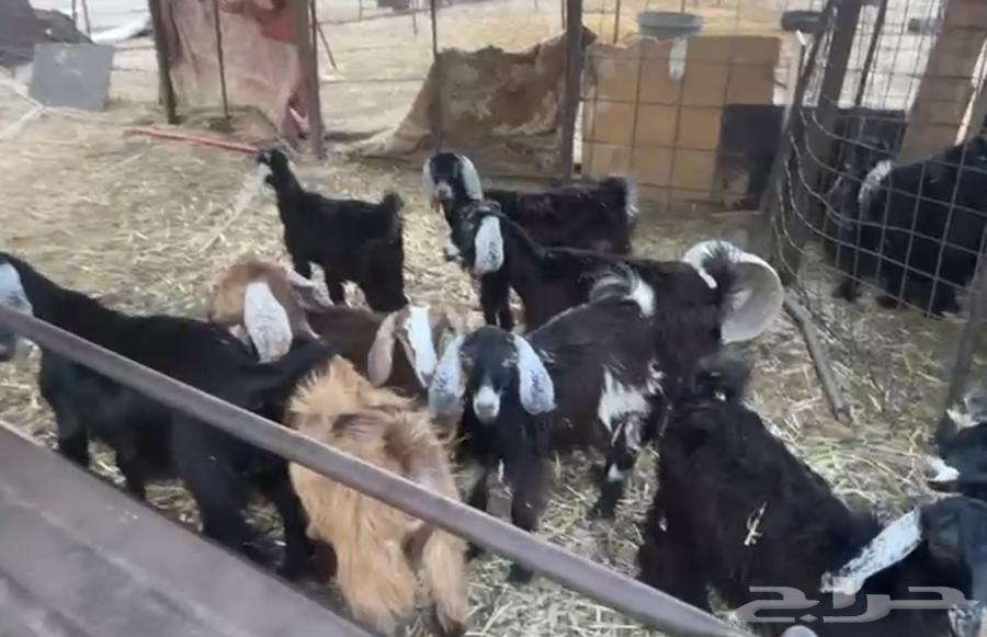 جفار للبيع64569029445890111