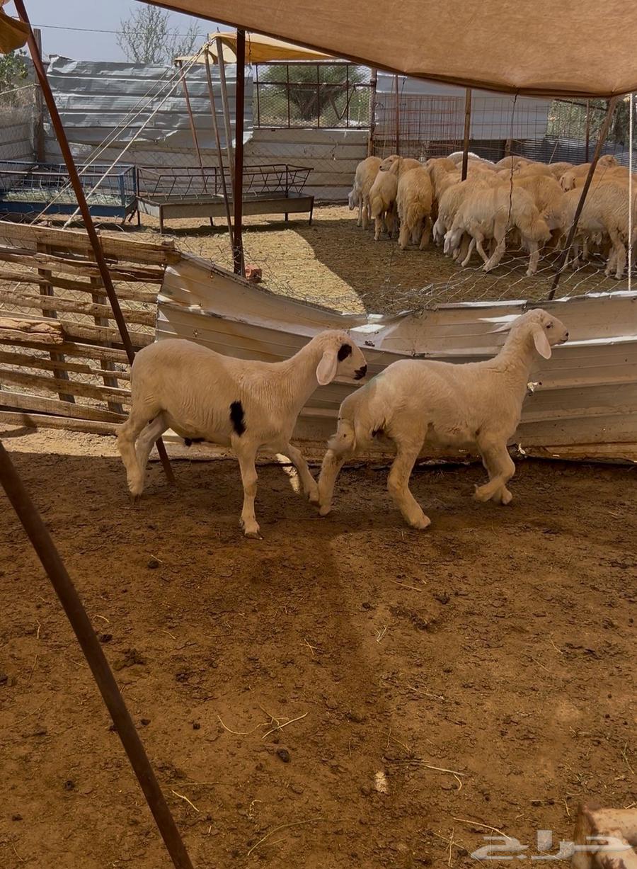 هرفي حري لباني64569780929283114