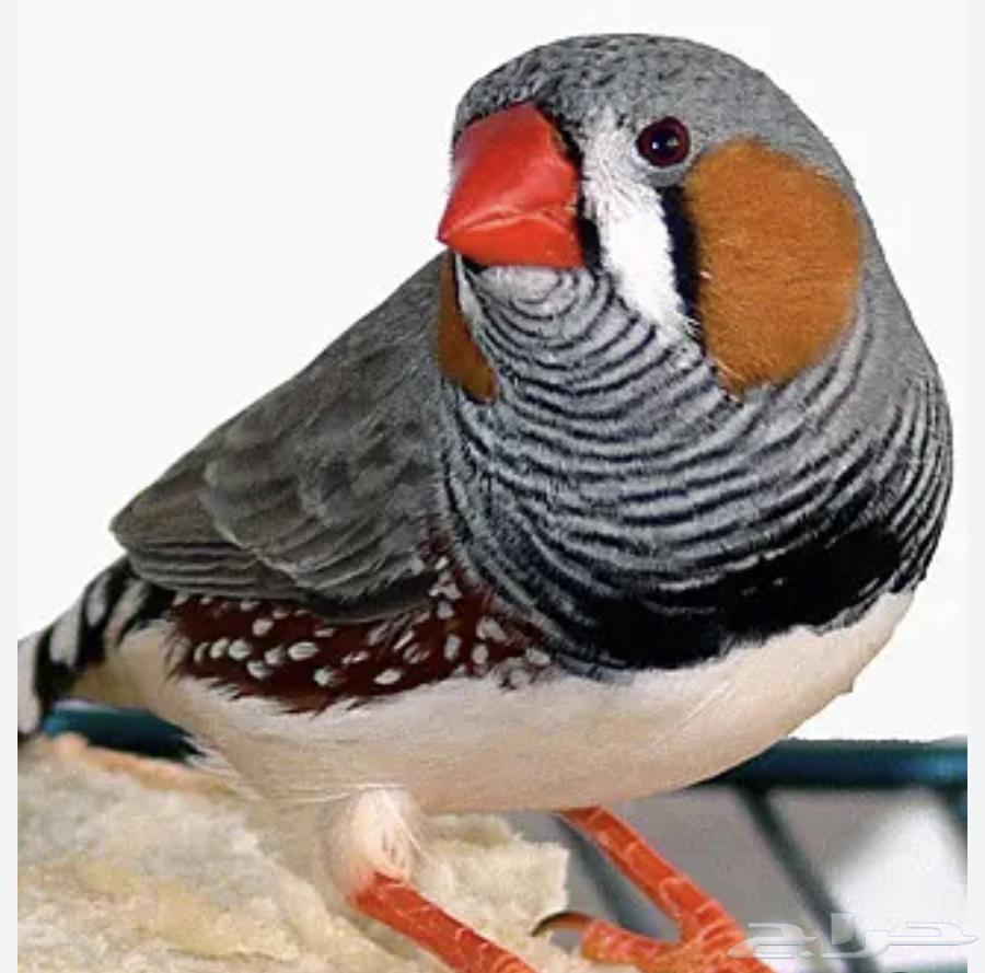 ذكر زيبرا هولندي64564323776129110