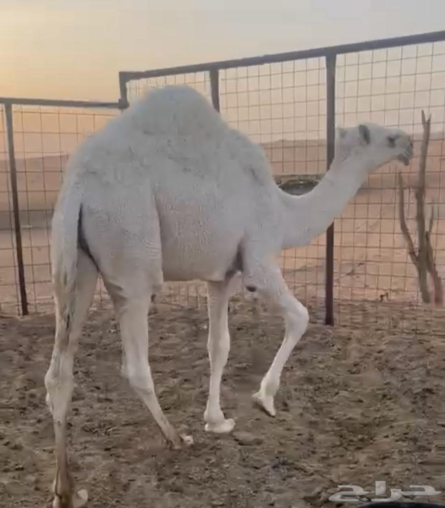 حاشي للبيع64570352990210111