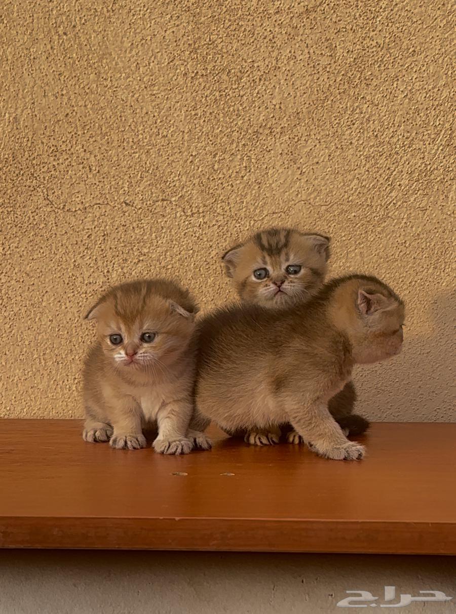 سكوتش فولد قولد انتاج بطل تم البيع64568467997057113