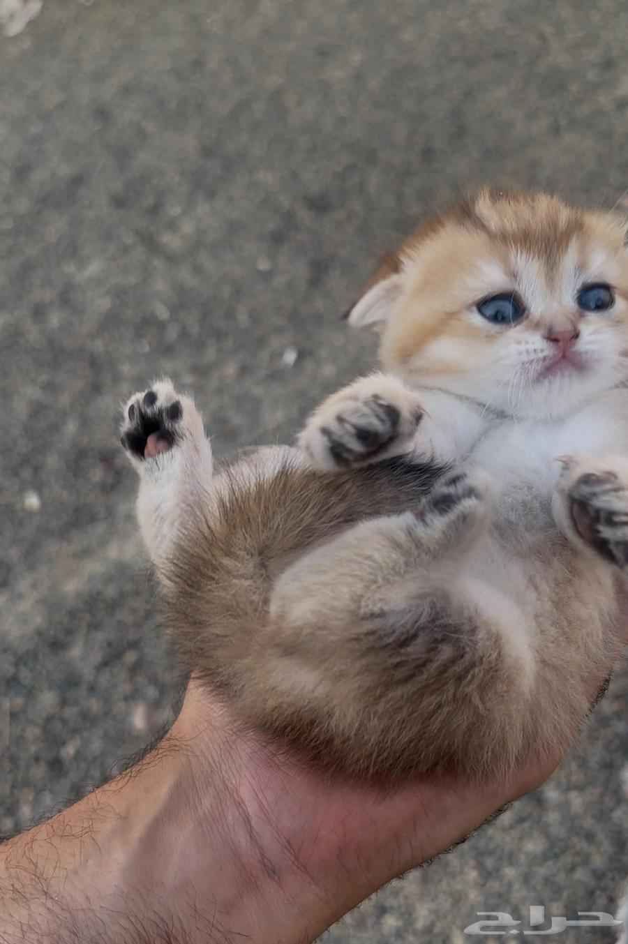 سكوتش فولد قولد انتاج بطل تم البيع64568467997057112