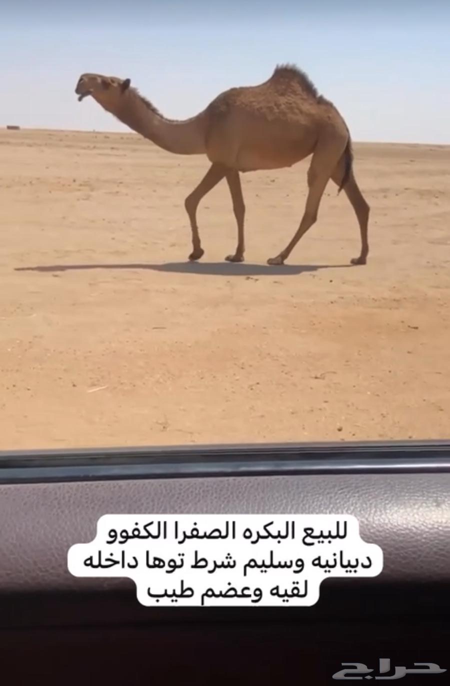 للبيع البكره لقيه يوجد ذود صفر العدد3864569698802563110