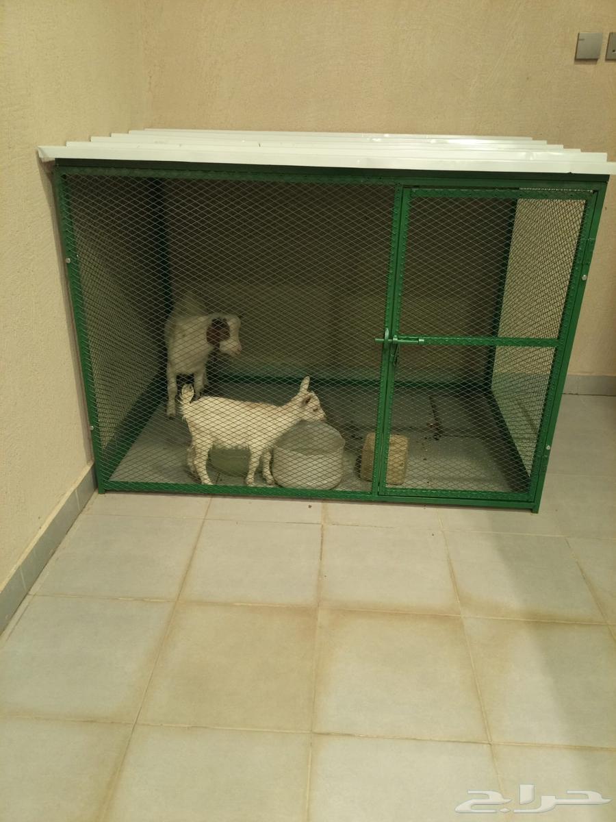 Dwarf goats64563034900994110