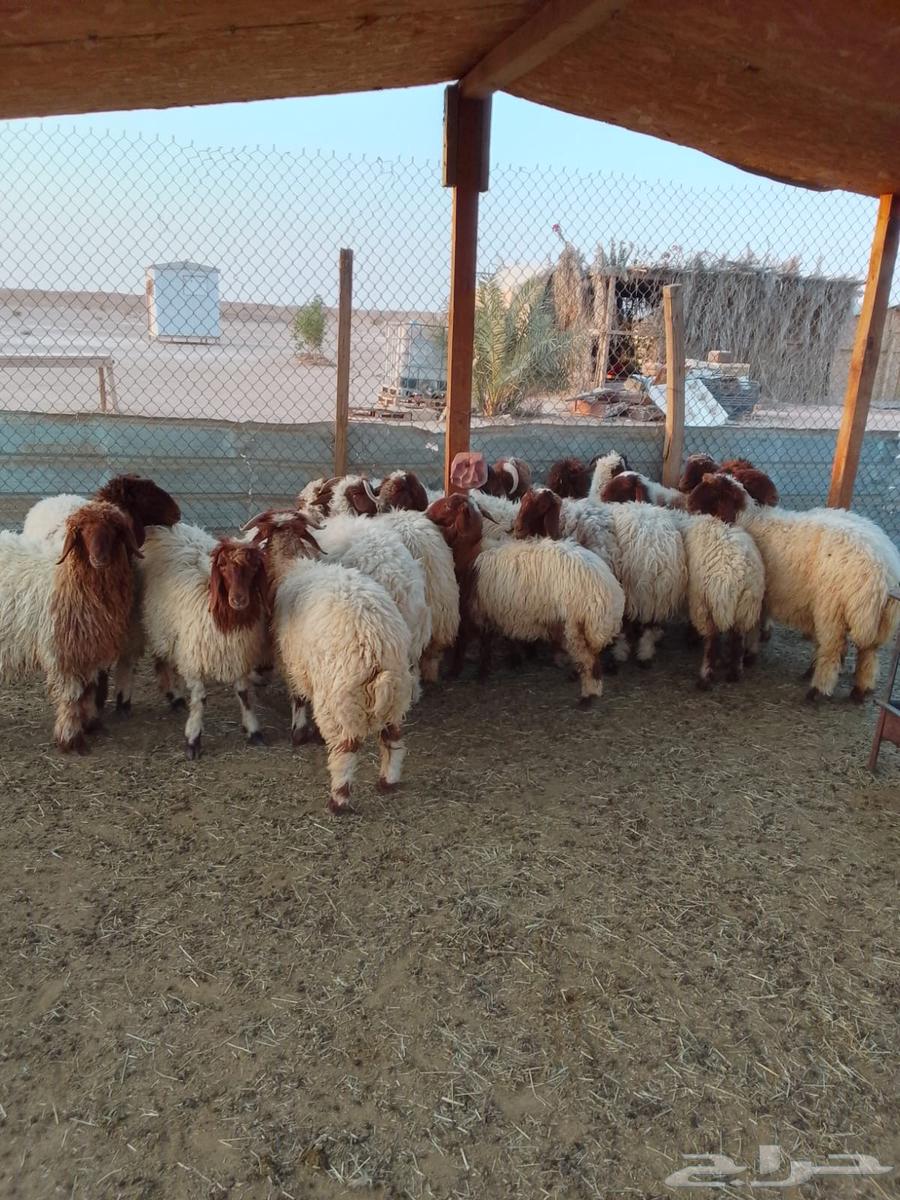 Dhabaih Baladi 10064520076862850111