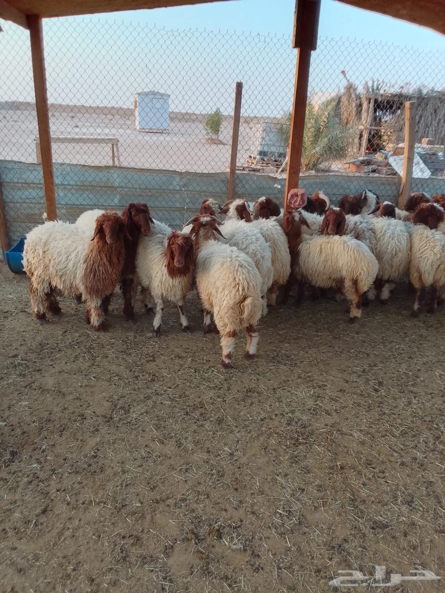 Dhabaih Baladi 10064520076862850110