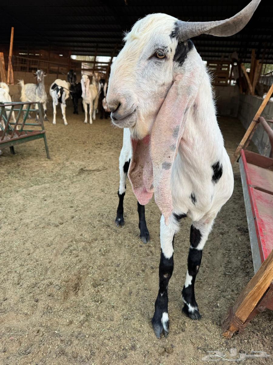 Tais Mushrouk Fahel Sanaf64566230973571114