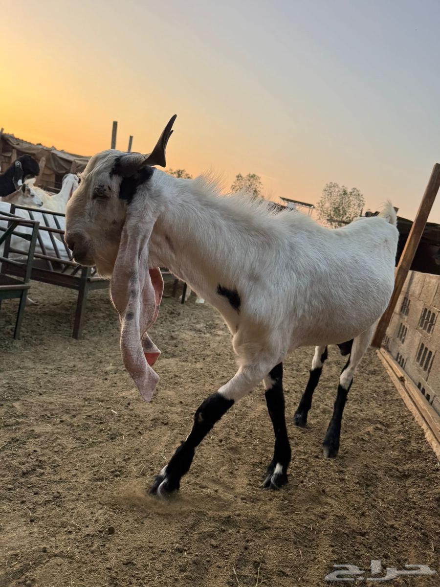 Tais Mushrouk Fahel Sanaf64566230973571112