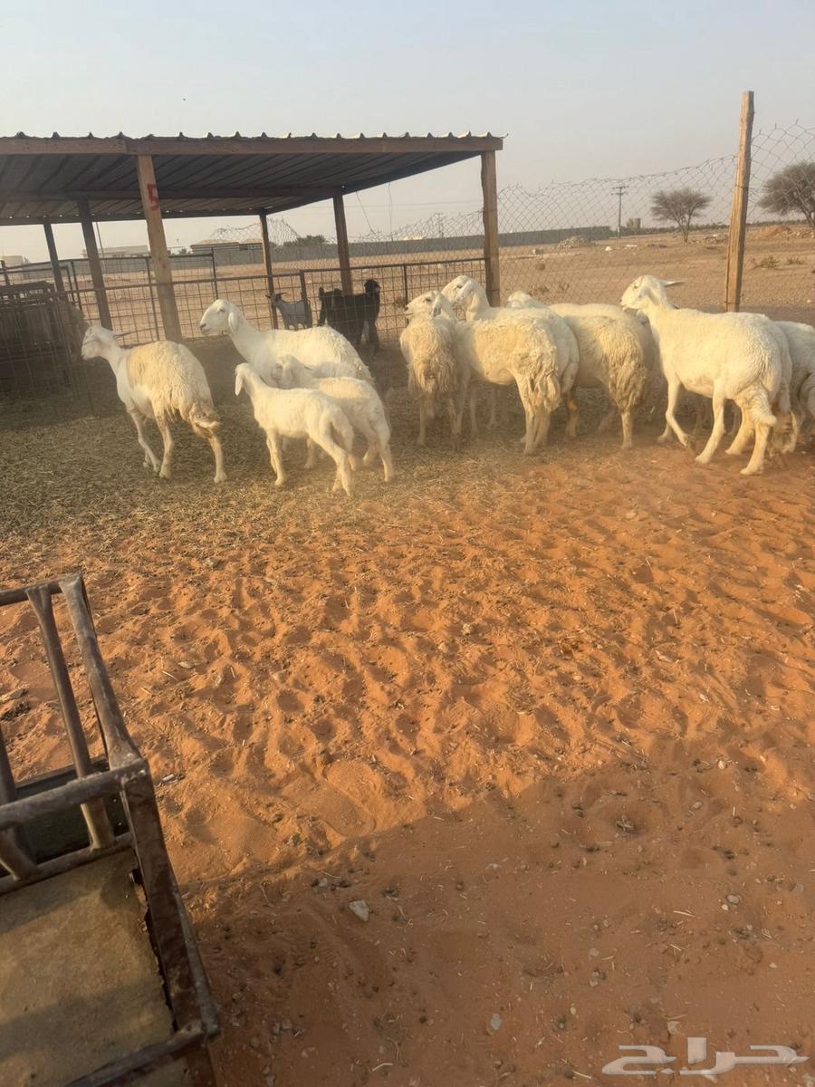 Liberties64569889392513114