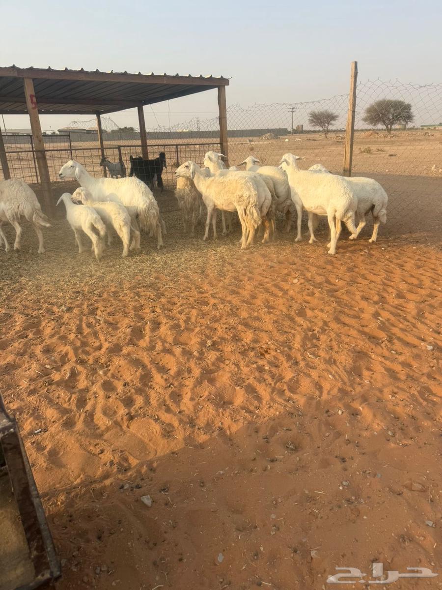 Liberties64569889392513110