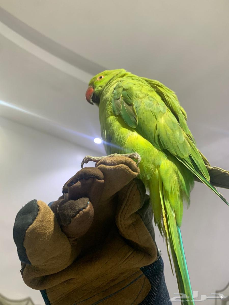 For sale or exchange, a 4-month-old tame budgerigar with full feathers64564574209795112