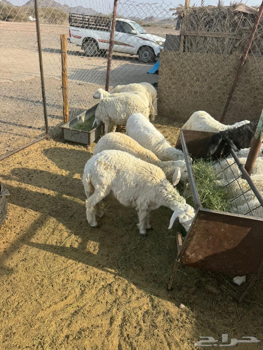 طليان و ارخال للبيع64567517415811111