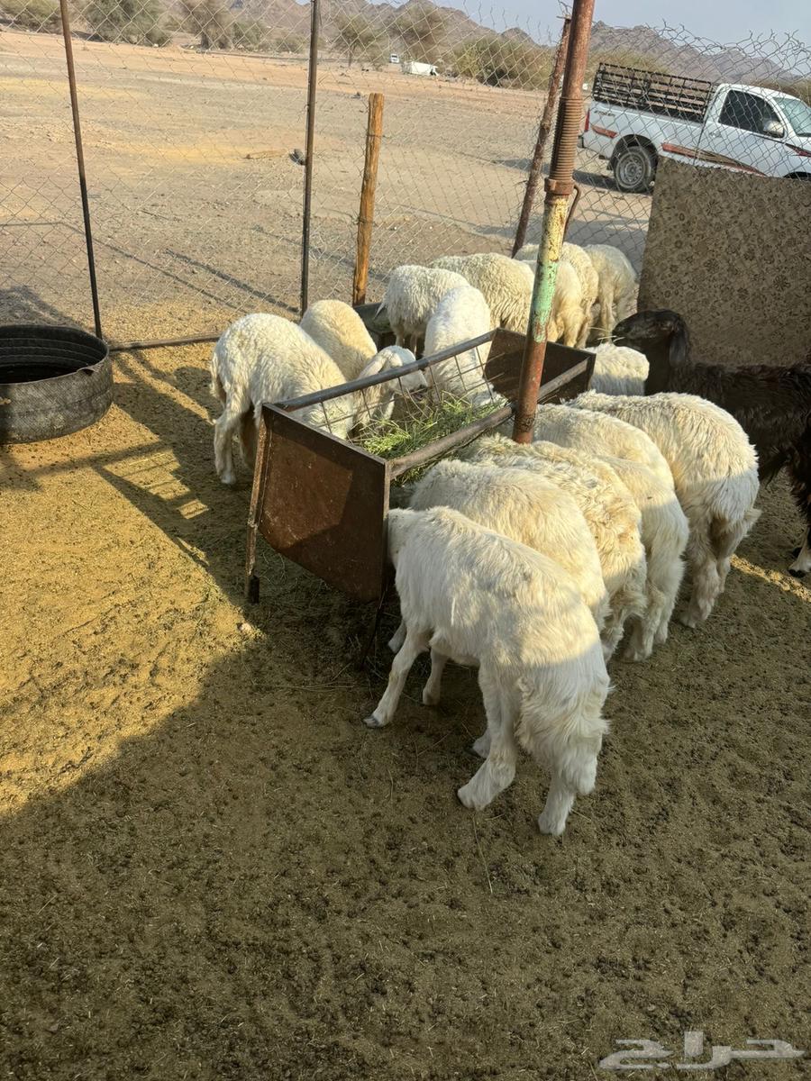 طليان و ارخال للبيع64567517415811110