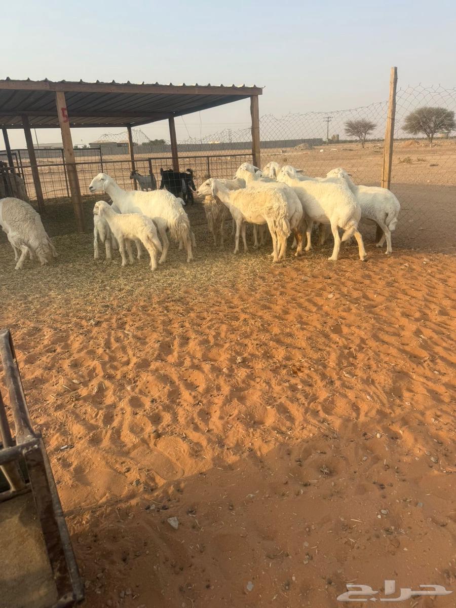 Liberties64569889392513112